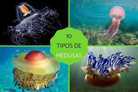 10 tipos de medusas.